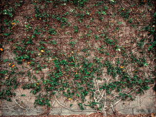 Wall foliage.