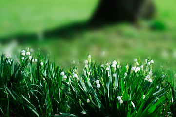 Lily of the valley Spring Flowers - Blurred Background