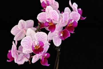 pinke Orchidee