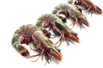 Raw Tiger prawn ready for cooking