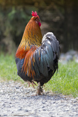 rooster in the farm