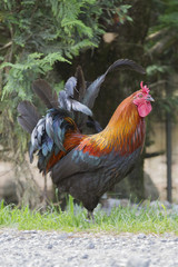 rooster in the farm