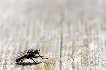 Fliege mit Textfreiraum