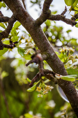 Glaskugel im Garten
