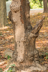 Fototapeta na wymiar Tree with Termite nest