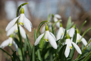 Snowdrops with water drops