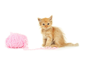 Redhead kitten isolated on white