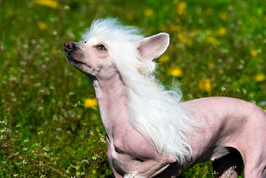 Chinese crested dog white on the grass of the park. Stock Photo Adobe Stock