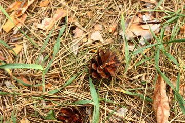 bump on the grass