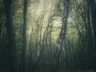 Obraz premium in the forest