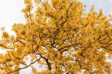 yellow flower of Crateva religiosa Ham.