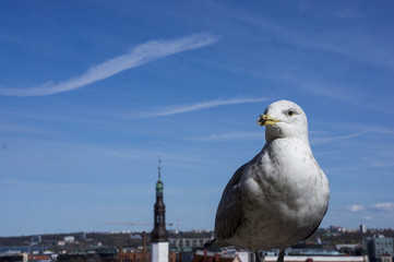 White cormorant in the centre of Tallinn