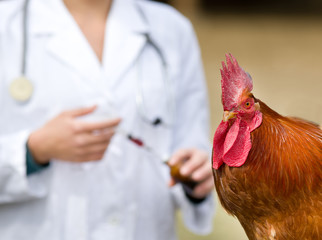 Rooster vaccination