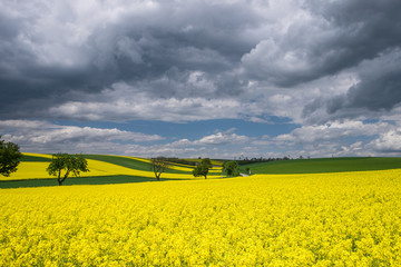 Landschaft mit Rapsfeld