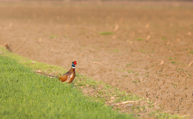 Fototapeta premium Pheasant standing on ground