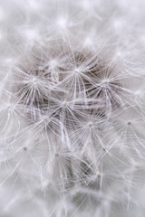 Dandelion detail