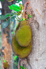 Jack fruits on tree