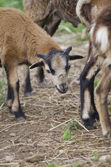 Fototapeta premium sheep in the farm