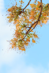 White and yellow flower of Crateva religiosa Ham.
