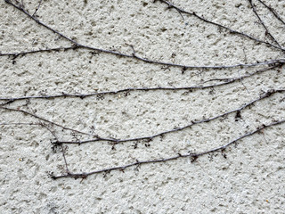 Wand mit Pfanzenteilen