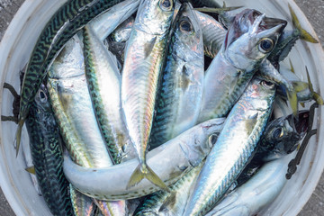 Bucket full of mackerel fish