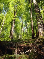 Obraz premium Frühling im Wald