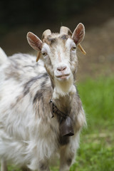 Obraz premium goat in the farm