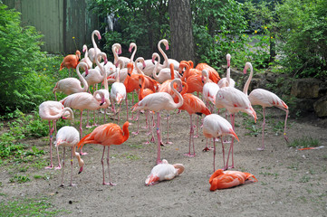 Pink flamingos in zoological garden