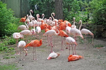 Papier Peint photo Flamant Pink flamingos in zoological garden