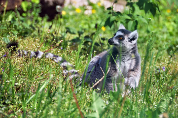lemur smelling a flower