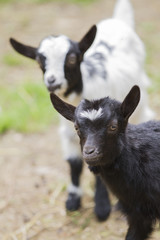 Fototapeta premium goat in the farm