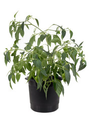 Potted hot pepper jalapeno plant growing over white background