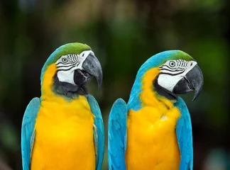   parrots © Pakhnyushchyy