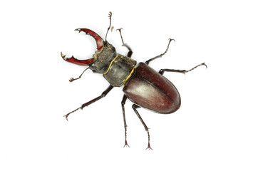  beetle