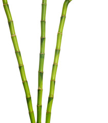 Fototapeta premium green bamboo