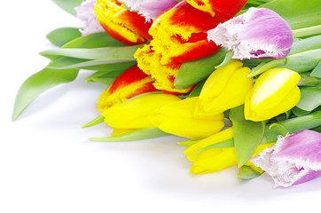  tulips