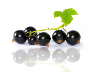 black currant