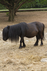 horse pony  in the farm