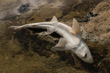 Fototapeta premium close up of baby shark carcass