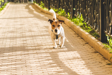 Cute dog walking on an alley (close)