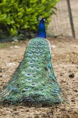 Obraz premium Peacock in the farm