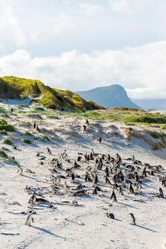 Flock of small African penguins at Boulder Bay outside Cape Town