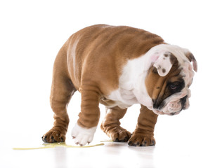 puppy peeing