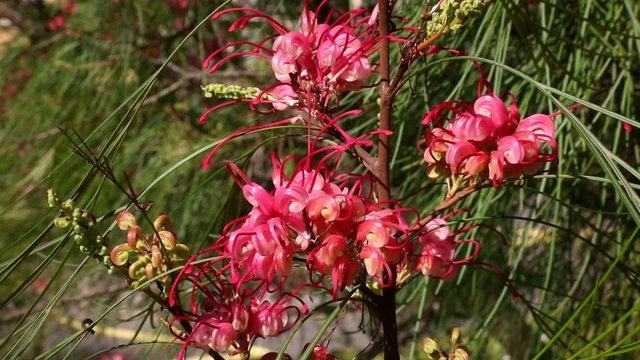 Grevillea