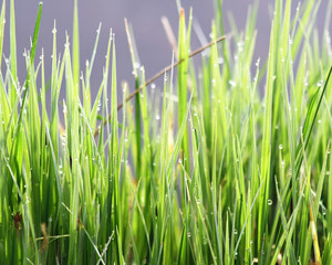 Blades of green grasses in early morning with tiny dew drops 
