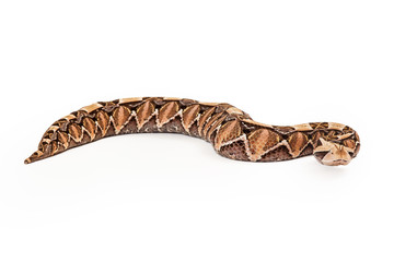 Gaboon Viper Snake Looking Forward