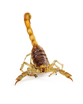 Giant Desert Hairy Scorpion Looking Into Camera