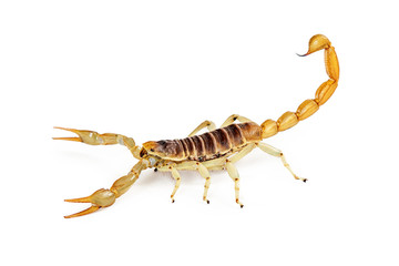 Giant Desert Hairy Scorpion Side View - obrazy, fototapety, plakaty