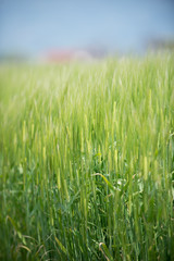 Obraz premium ムギ