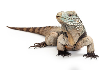 Fototapeta premium Grand Cayman Blue Iguana Looking to Side